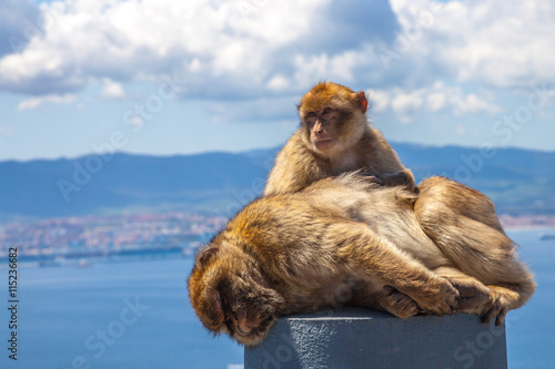Close up of the famous wild macaques that are relaxing in Gibraltar Rock. The Gibraltar monkeys are one of the most famous attractions of the British overseas territory. © bennymarty