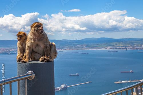 The famous wild macaques of Upper Rock Natural Reserve in Gibraltar Rock. © bennymarty