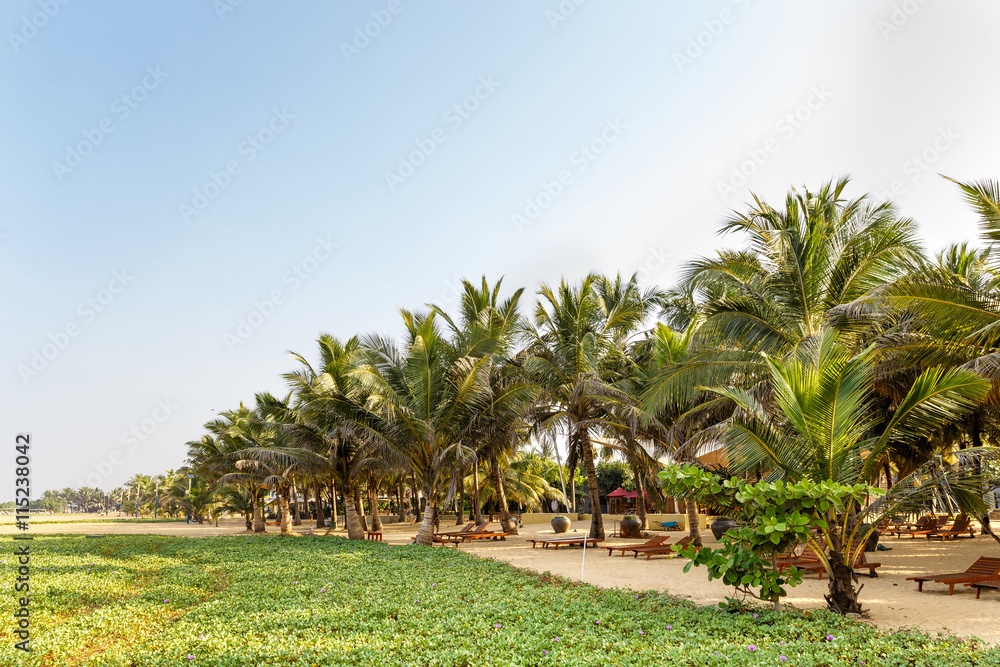 Obraz premium Palm trees, beach.