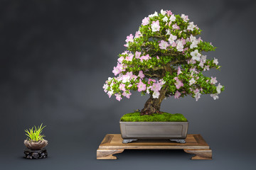 Acrylglasbilder Bonsai Alte blühende Azalee als Bonsai  © mdmediendesign