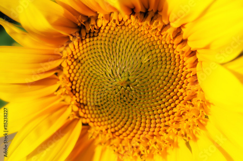 Yellow sunflower in summer  Bright sunflowers