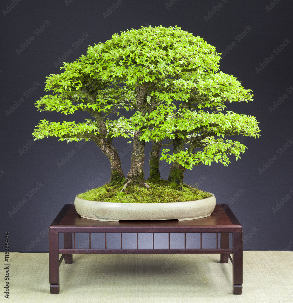 Bonsai Wald aus Zelkoven Stock Photo | Adobe Stock