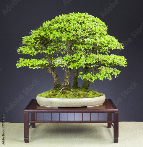 Bonsai Wald aus Zelkoven photo