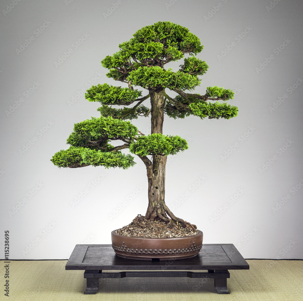 Bonsai Hinoki Muschelzypresse Stock Photo | Adobe Stock
