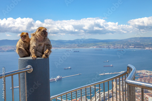The famous wild macaques of Upper Rock Natural Reserve in Gibraltar Rock. Gibraltar is a British colony that is located at southern end of Iberian Peninsula. © bennymarty