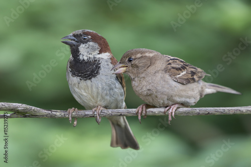 Two House Sparrows