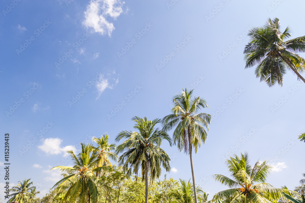 Palm trees, beach.