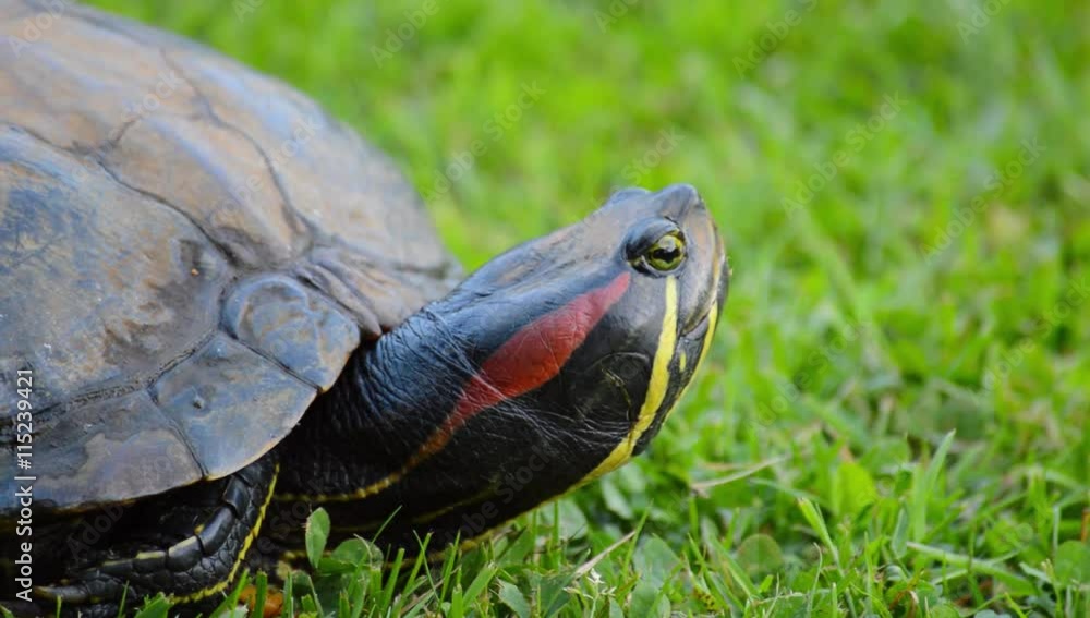 Red eared turtle head slowly looking around and straight in to the camera closeup on fresh green grass Red eared turtle head slowly looking around and straight in to the camera closeup on fresh green grass