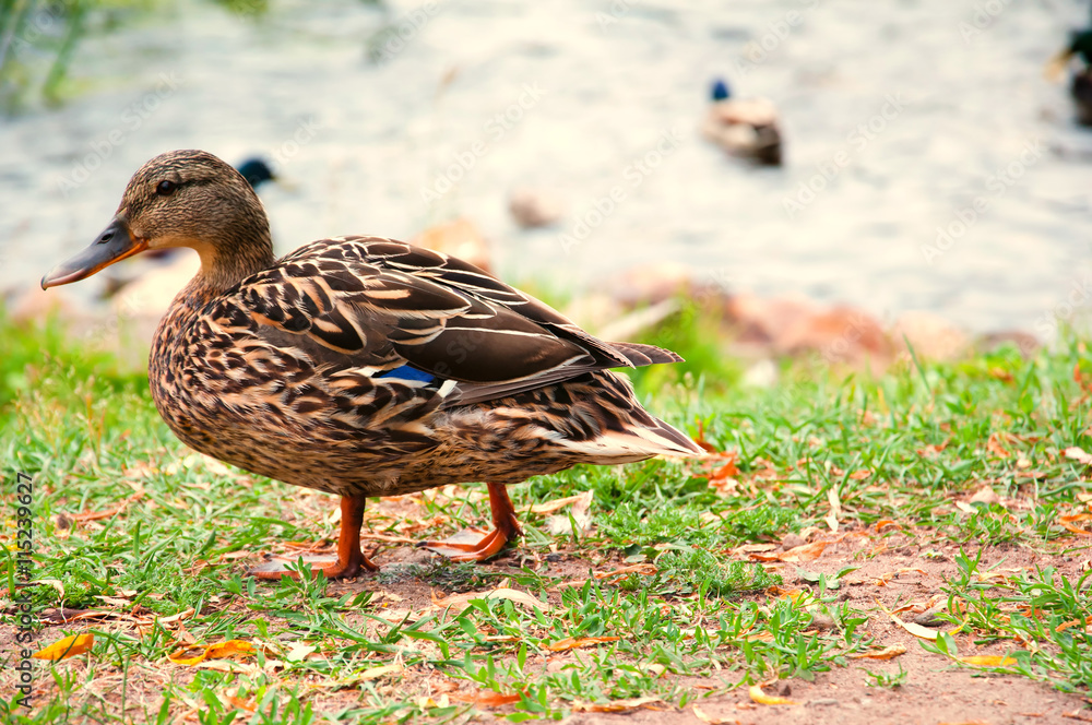 Ducks in city park Ducks in city park