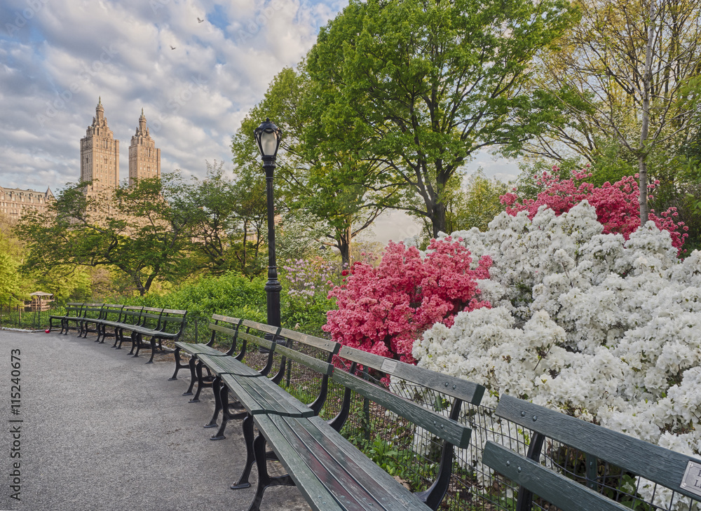 Central Park, New York City Azaleas - obrazy, fototapety, plakaty 
