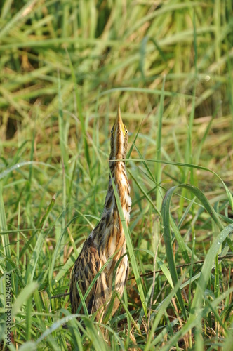 Tableau sur toile little bittern