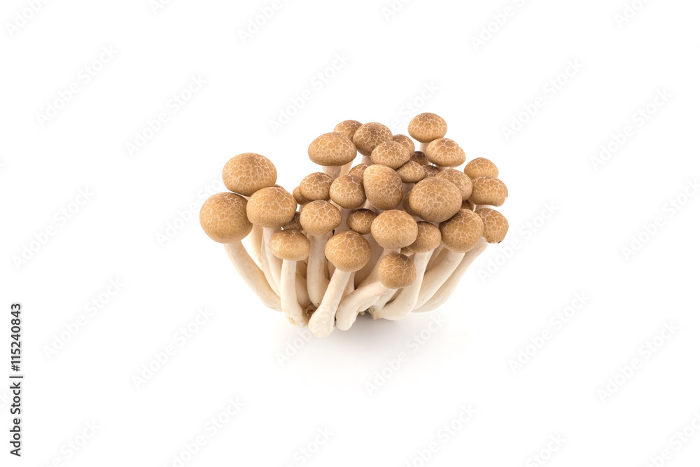 Shimeji mushrooms, water-based paints, isolated on white backgro Shimeji mushrooms, water-based paints, isolated on white backgro