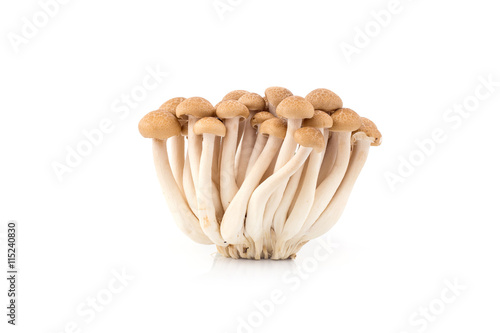 Shimeji mushrooms, water-based paints, isolated on white backgro