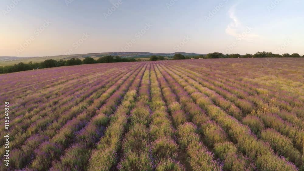 Aerial nature video. Flight over lavender meadow. Agriculture industry scene. Nature scene composition. Aerial nature video. Flight over lavender meadow. Agriculture industry scene. Nature scene composition.