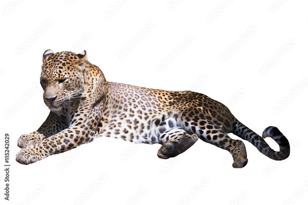 Naklejka premium Adult leopard