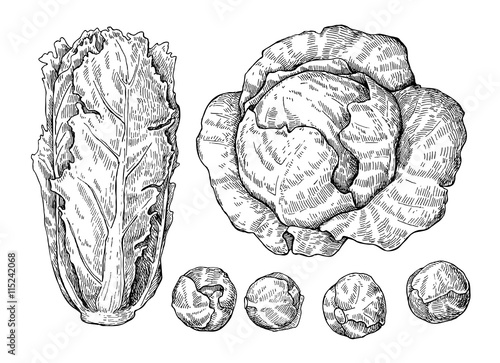 Cabbage hand drawn vector illustrations set.