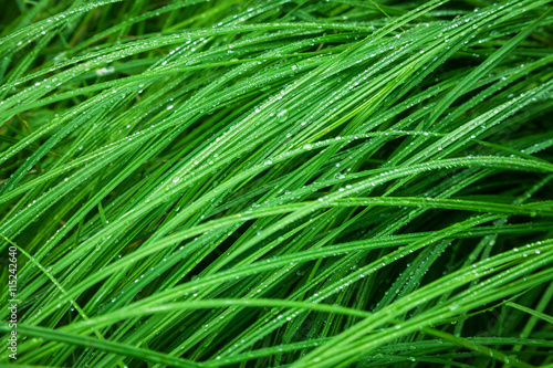 raindrops on the grass