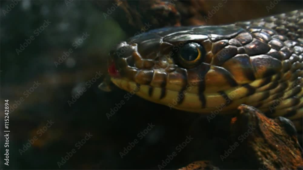 Poisonous and Venomous snake of S.E. Asia. Venomous cobra flicking its tongue in and out. Poisonous and Venomous snake of S.E. Asia. Venomous cobra flicking its tongue in and out.