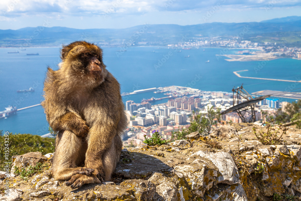 Fototapeta premium Close up of a wild macaque or Gibraltar monkey, one of the most famous attractions of the British overseas territory.