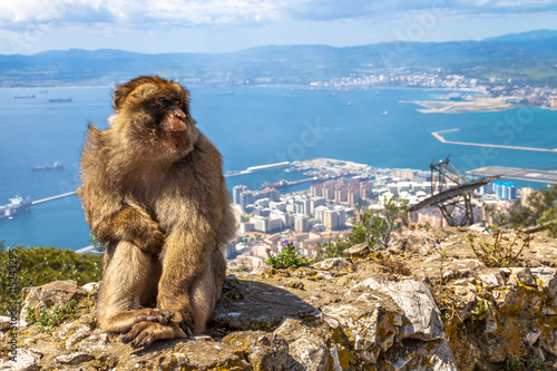 Close up of a wild macaque or Gibraltar monkey, one of the most famous attractions of the British overseas territory. © bennymarty