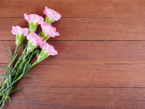 Sweet pink Carnation flower 2
