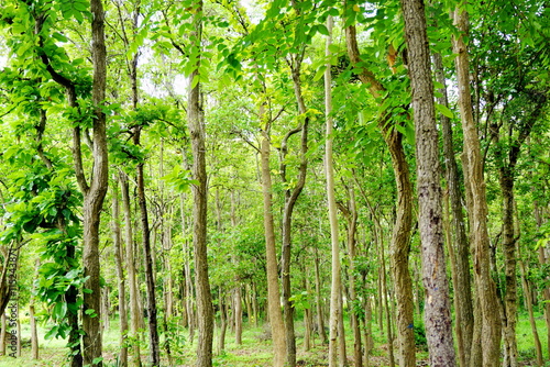 morning green trees in a forest 