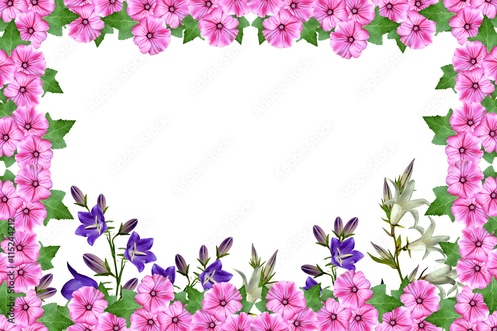 petunia flowers isolated on white background. bright flower