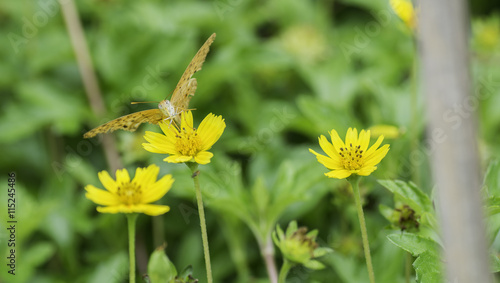 Butterfly sucking nectar from yellow flowers . © supanee2550