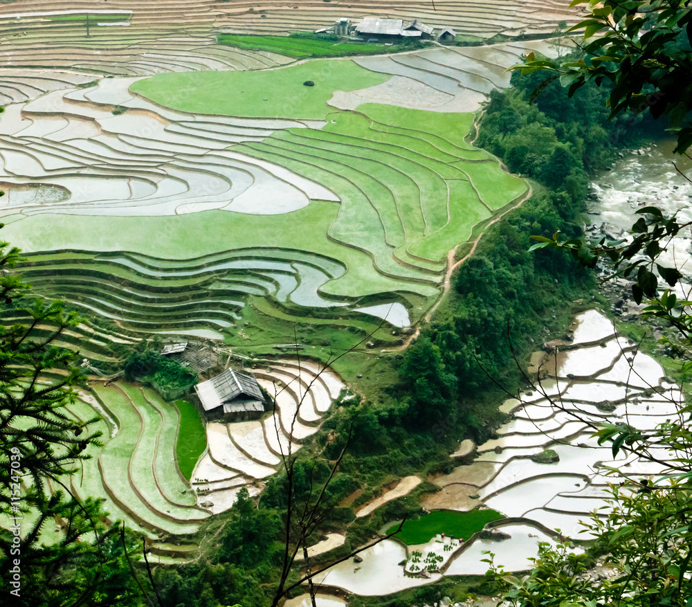 Beautiful Rice Terraces. Picture made in Sapa (Sa Pa), Vietnam
