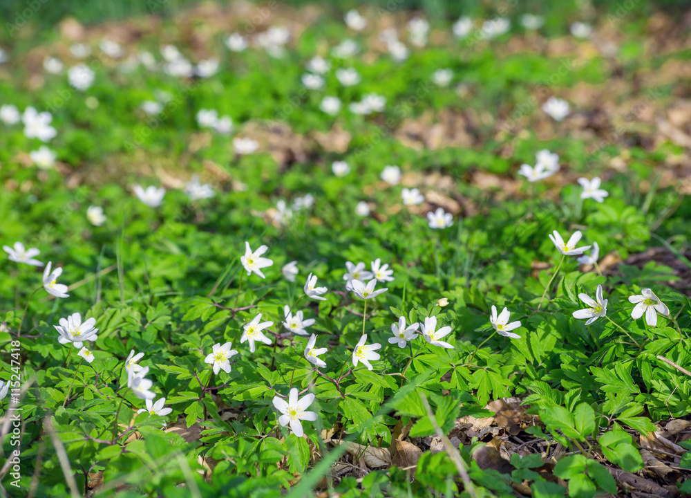 Anemone nemorosa white spring wild flower wood forest garden bloom blossom background Anemone nemorosa white spring wild flower wood forest garden bloom blossom background