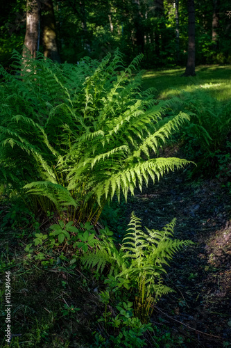 Fern under sunlight in forest