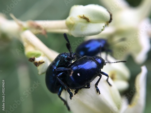 crown flower, bug life photo