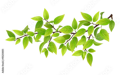 Tree branch with green leaves. Detailed vector plant, isolated on white background.