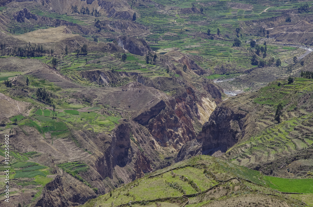 Colca Canyon panorama, Peru,South America. Incas to build Farming terraces.