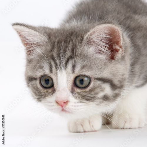 Gray kitten on a white background getting ready to jump. Portrai