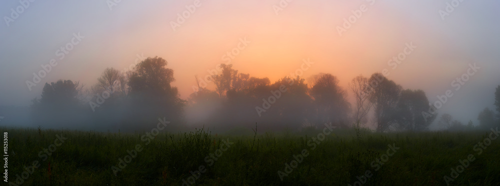 Obraz premium Forest in the mist at sunrise.