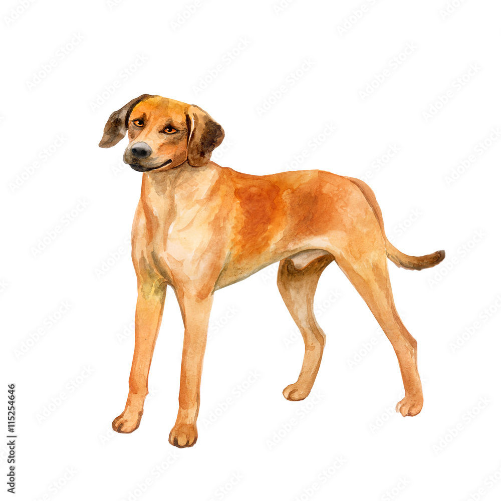 Watercolor closeup portrait of cute Rhodesian ridgeback breed dog isolated  on turquoise background. Smooth large hunting dog posing at dog show. Hand  drawn home pet. Greeting card design. Clip art Stock Illustration |