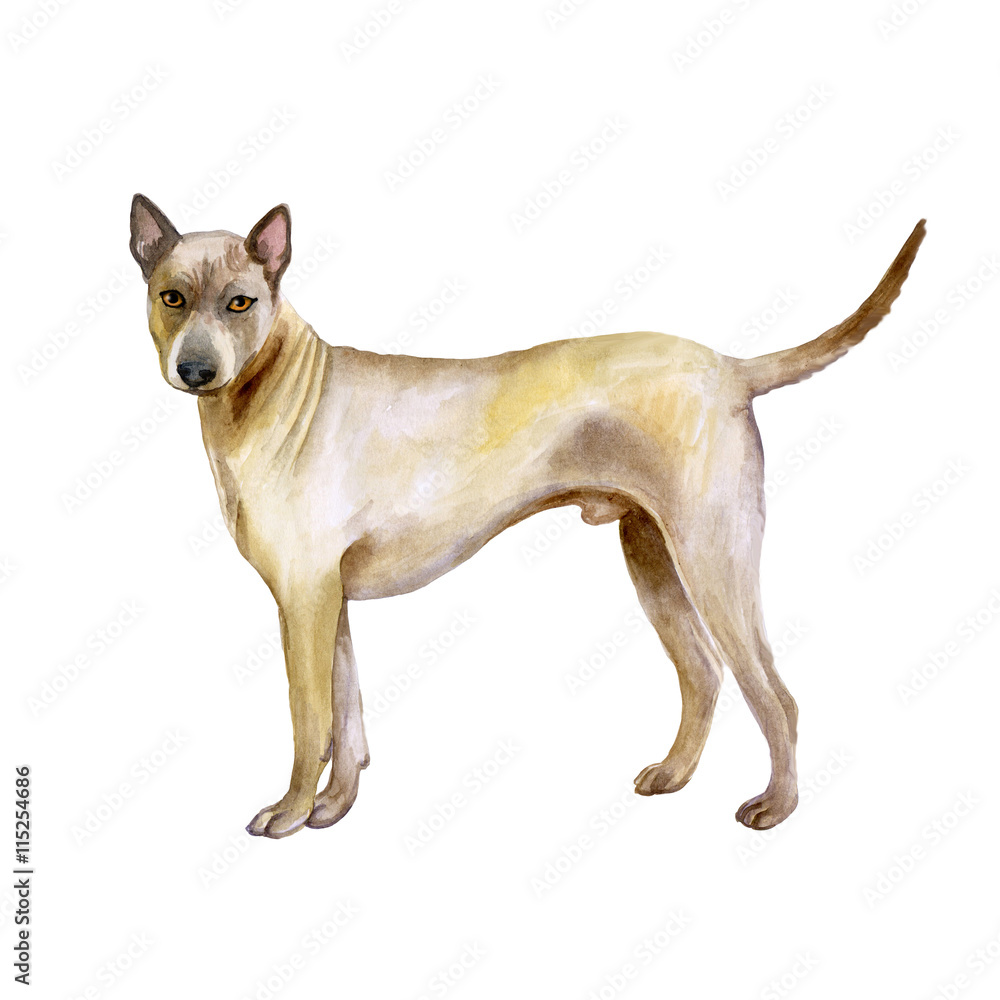 Watercolor closeup portrait of cute Thai Ridgeback breed dog isolated on abstract background. Smooth shorthair large hunting dog posing at dog show. Hand drawn home pet. Greeting card design clip art