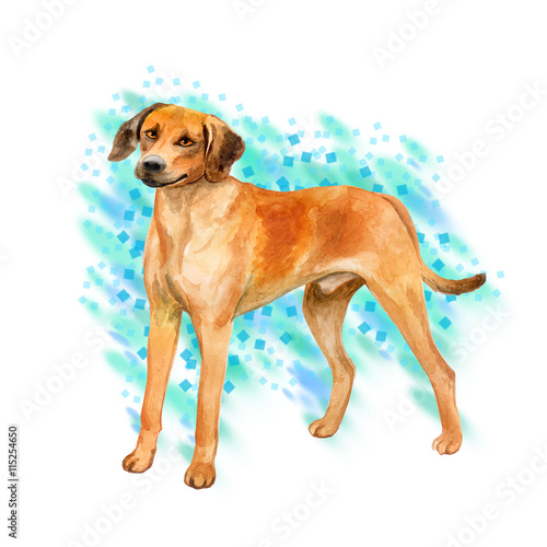 Watercolor closeup portrait of cute Rhodesian ridgeback breed dog isolated on turquoise background. Smooth large hunting dog posing at dog show. Hand drawn home pet. Greeting card design. Clip art