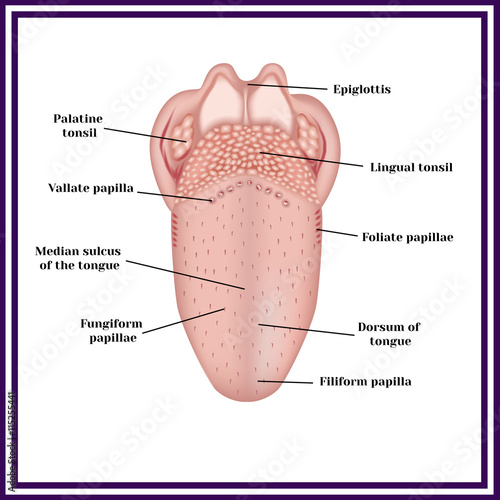 The structure of human tongue