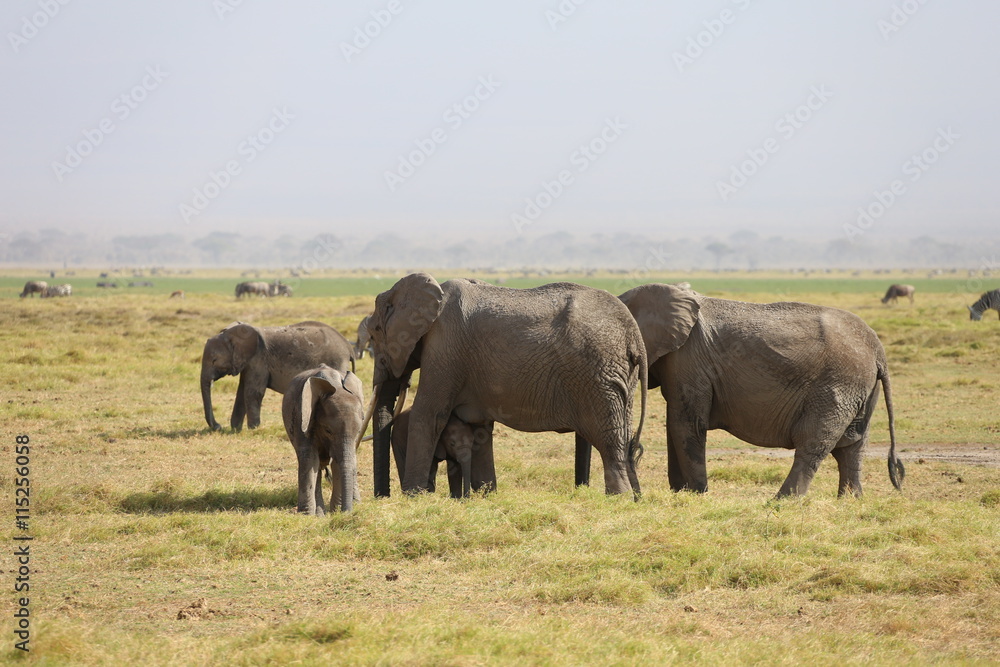 WIld Elephants