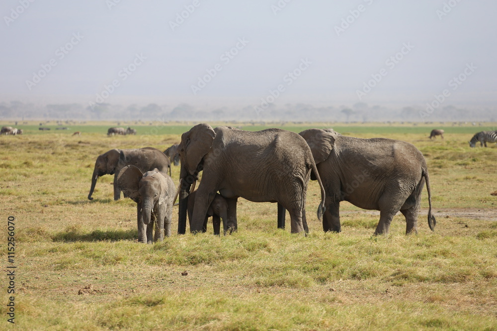 Wild Elephants