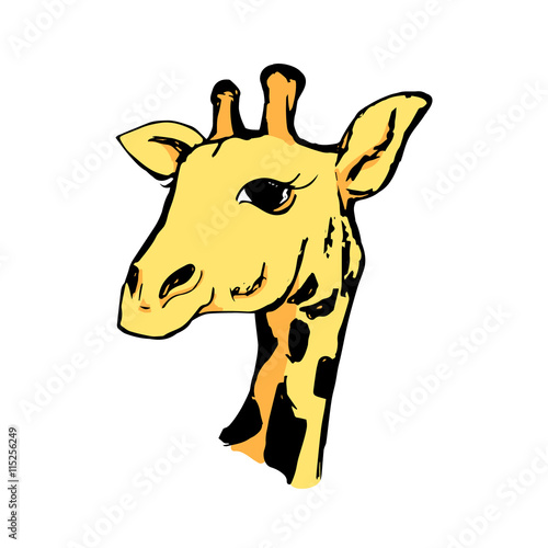 The head of a giraffe 5