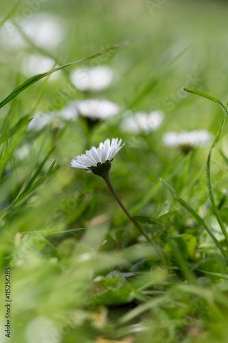 Daisy daisies and wild flowers in the grass