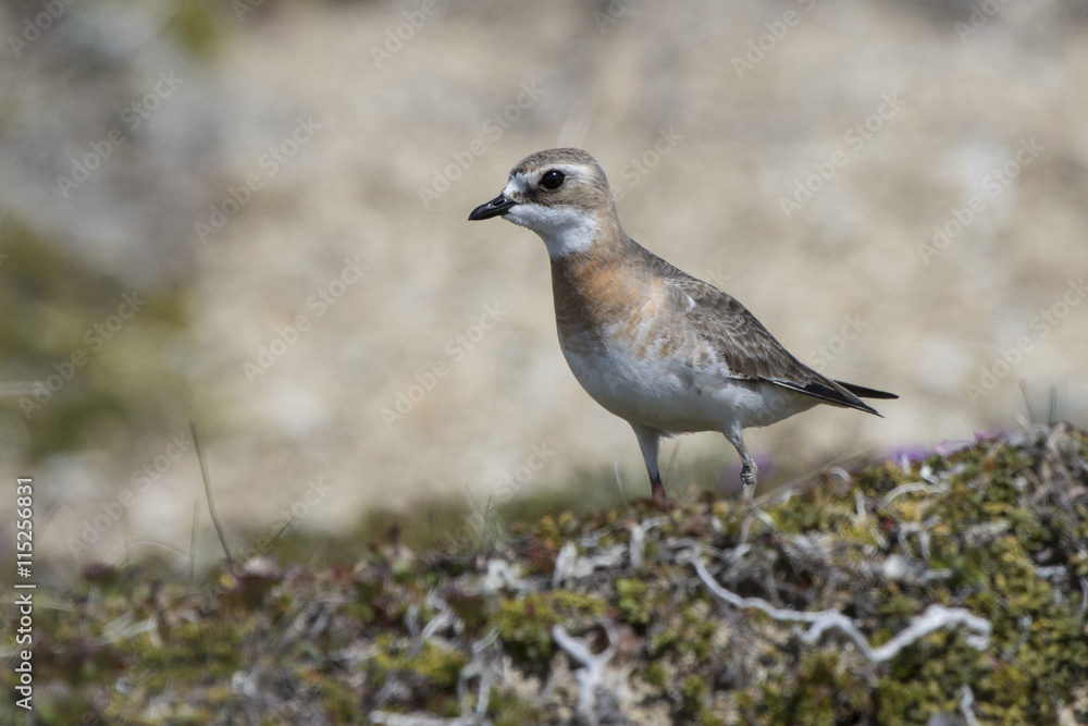 female Mongolian plover standing in the tundra summer day female Mongolian plover standing in the tundra summer day