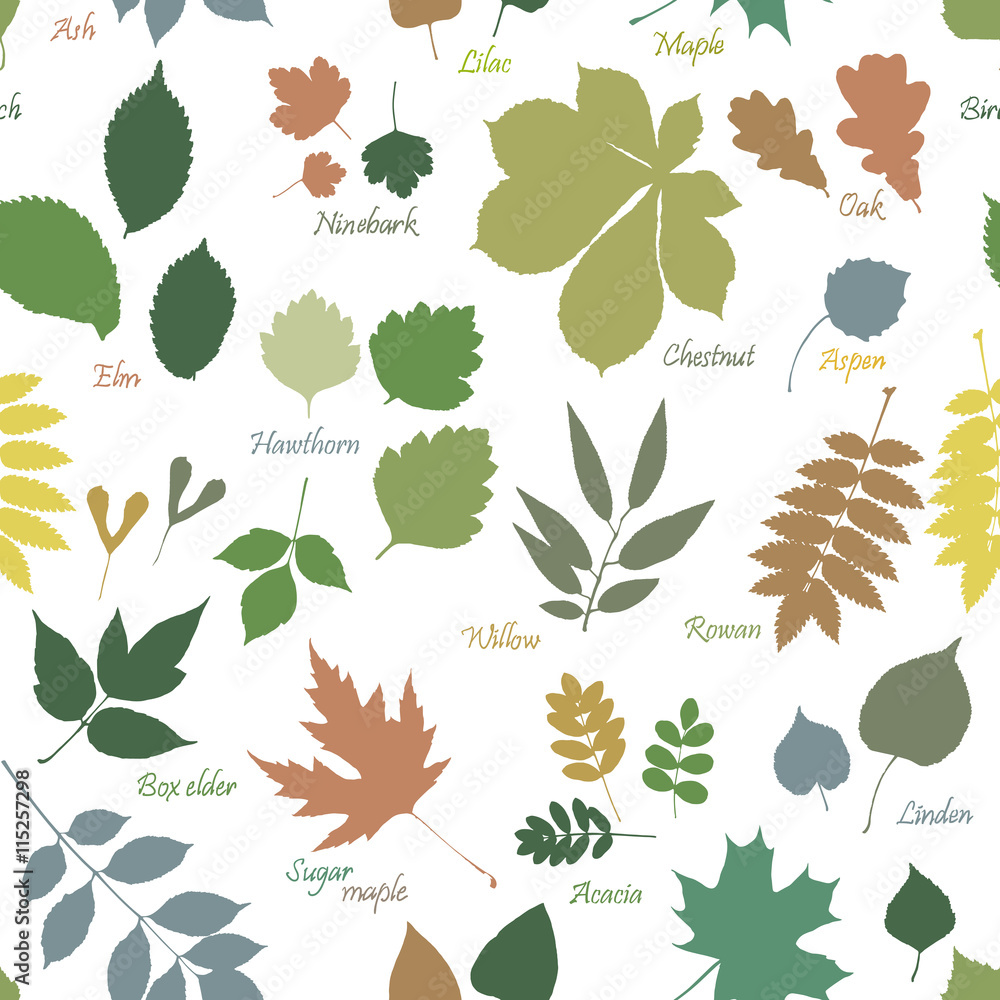 Fototapeta premium Vector seamless pattern of multicolor leaves silhouettes with names on white background. Linden, ash, oak, maple, box elder, hawthorn, chestnut, birch, elm, willow, aspen, acacia, rowan, lilac, rowan