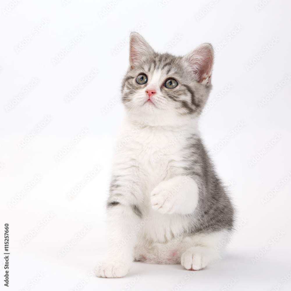 Young gray kitten sits on a white background holding up his paw