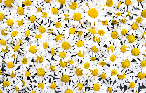Blossoming white and yellow chamomile, flowers background