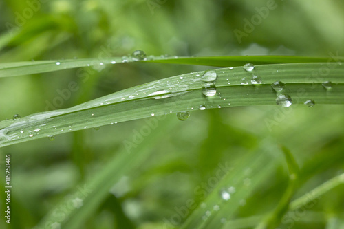 drops of dew on the grass