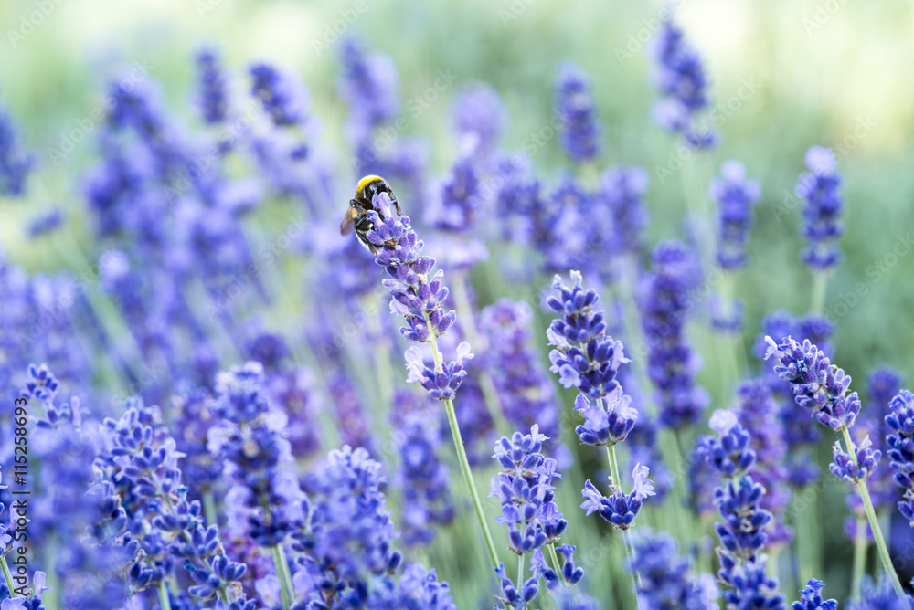 Naklejka premium bushes of lavender field